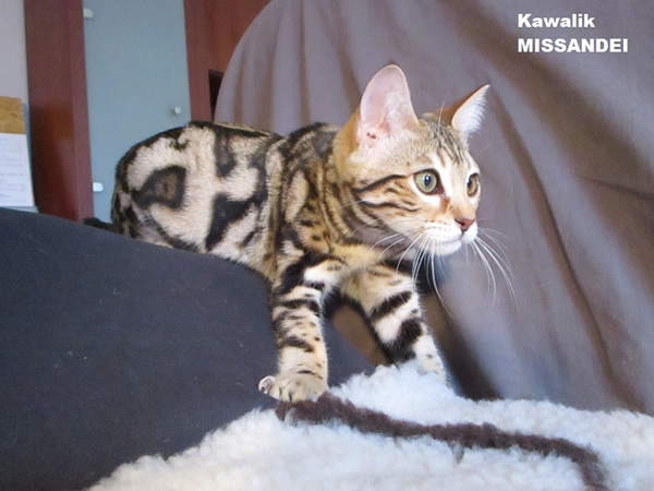 CHATTE BENGAL MARBRE